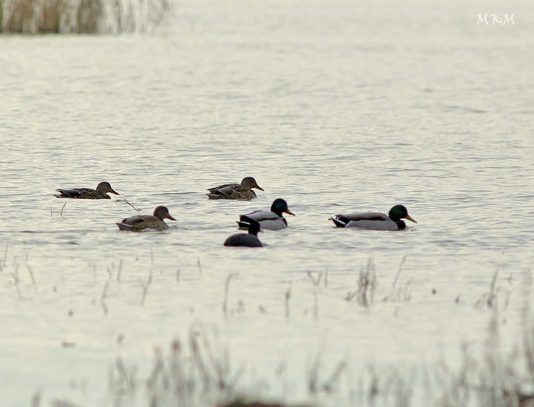 Mallard