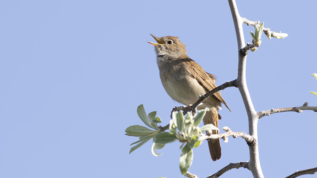 Common Nightingale