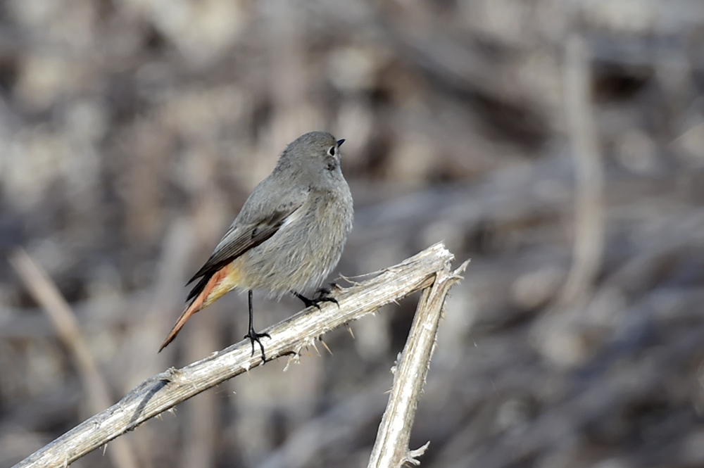 Black Redstart