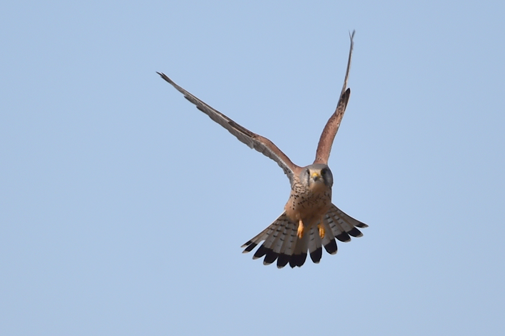 Common Kestrel