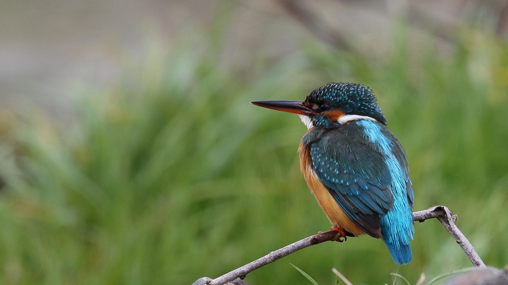 Common Kingfisher