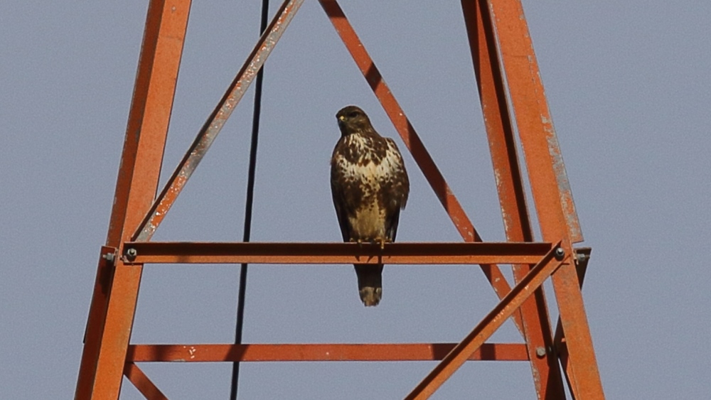 Common Buzzard