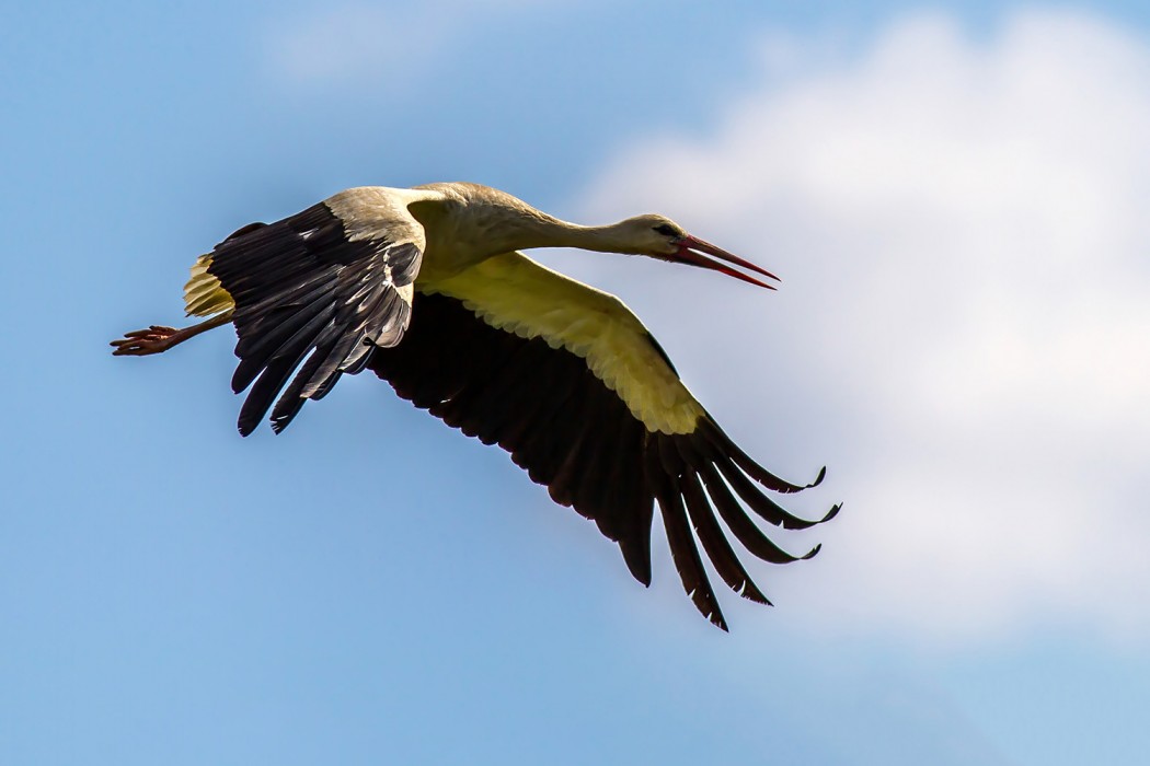 White Stork