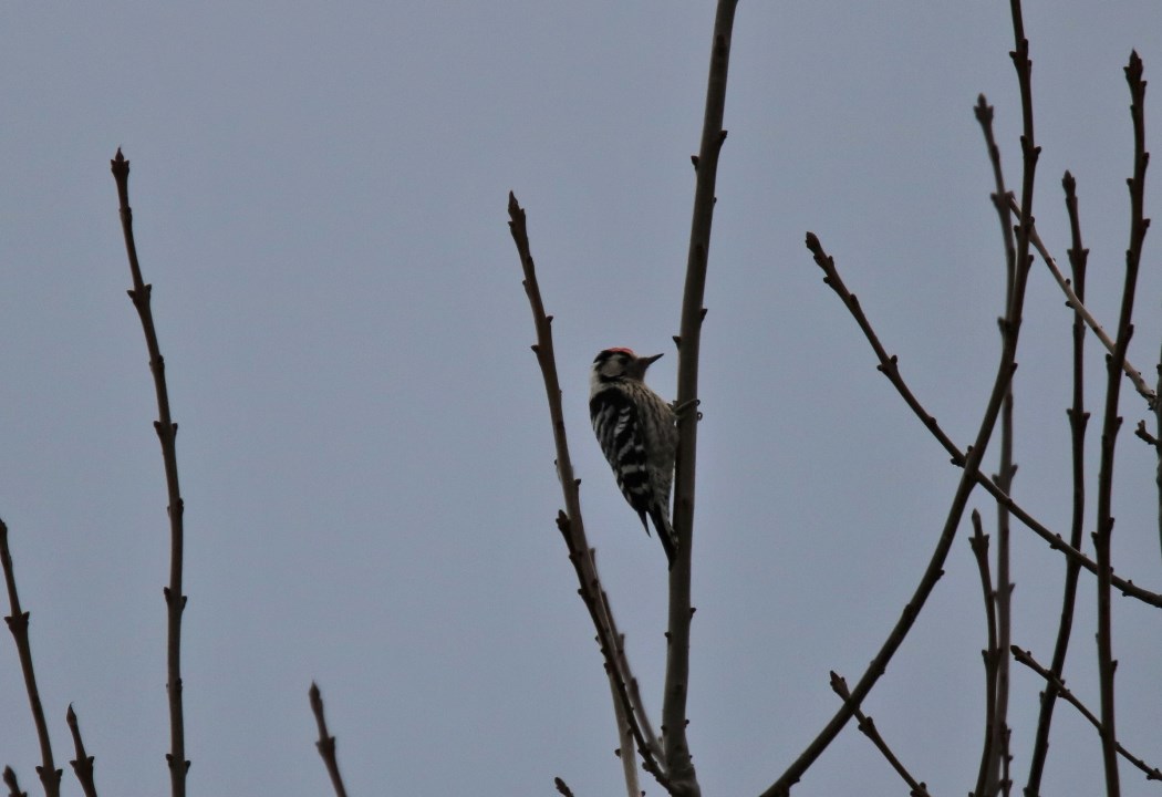 Lesser Spotted Woodpecker