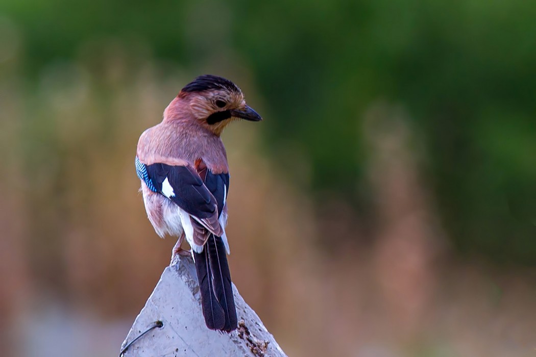 Eurasian Jay