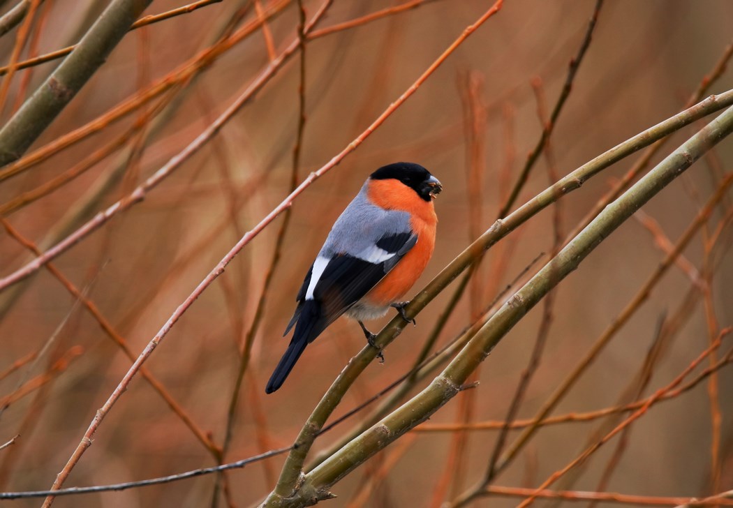Eurasian Bullfinch