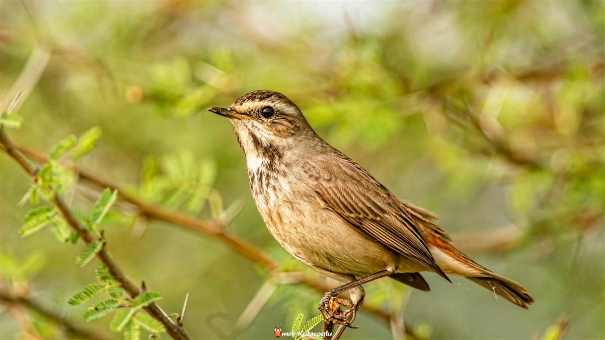 Bluethroat