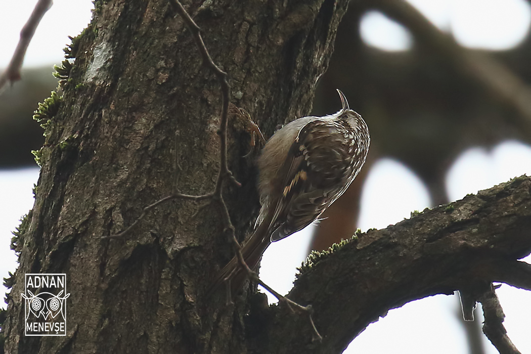 Short-toed Treecreeper