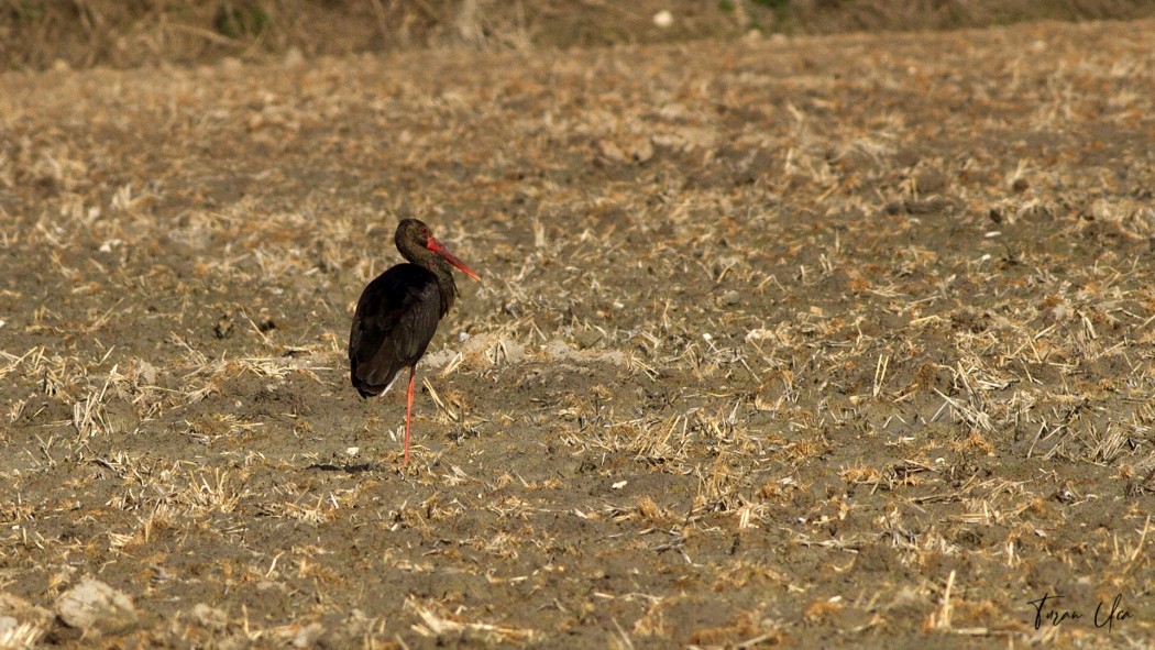 Black Stork