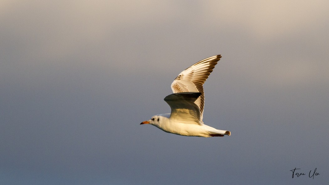 Black-headed Gull