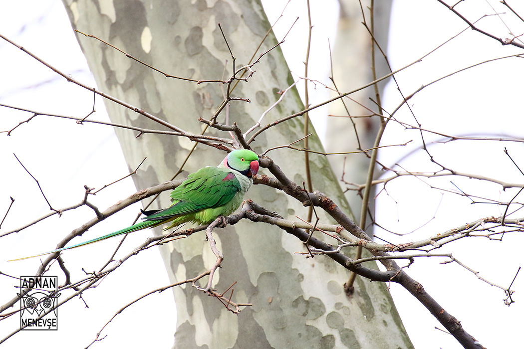 Alexandrine Parakeet