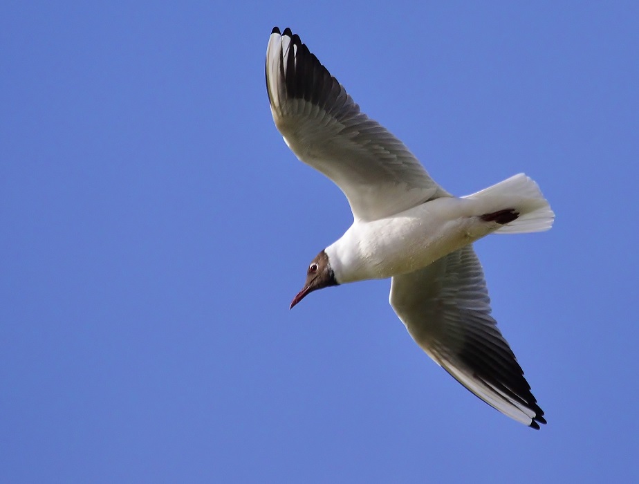 Black-headed Gull