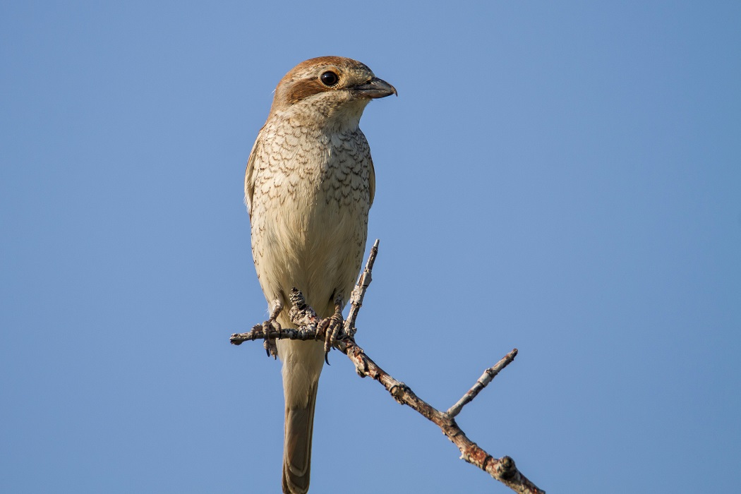 Red-backed Shrike