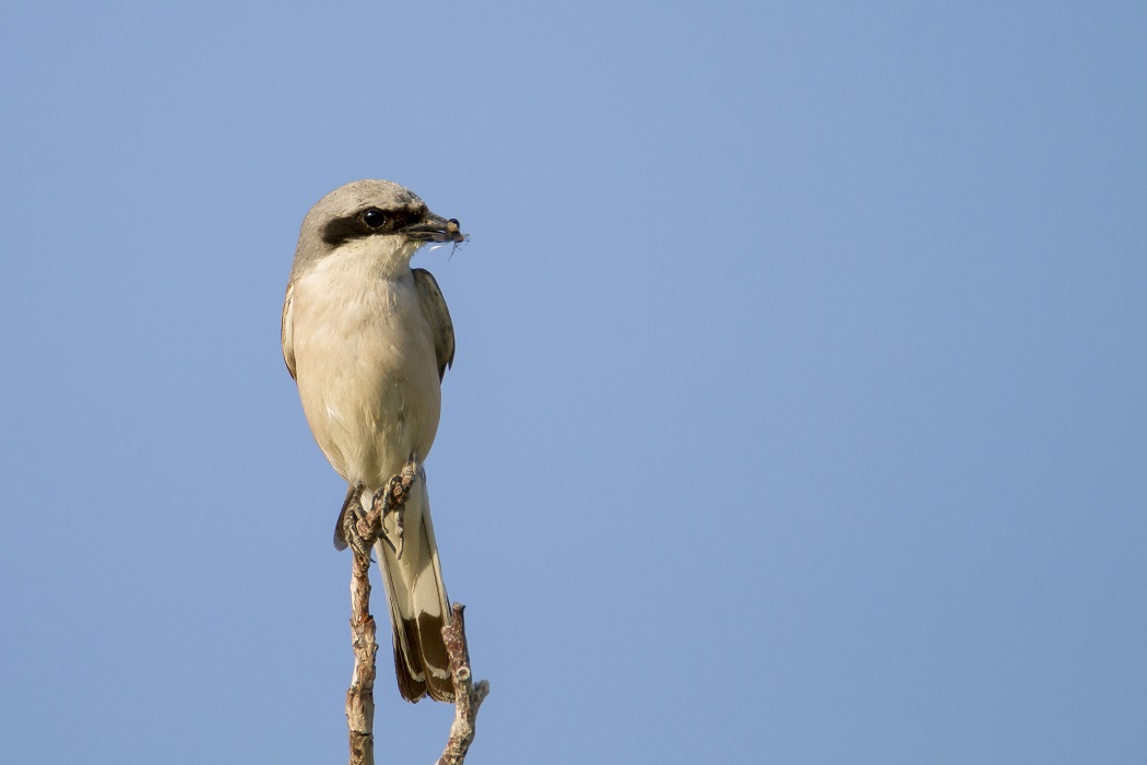 Red-backed Shrike