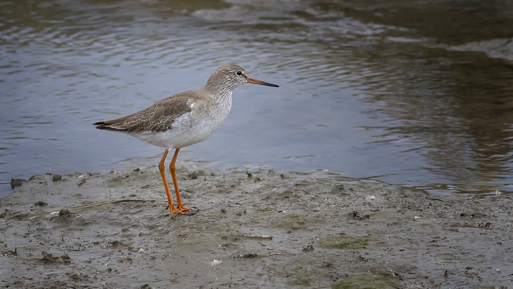 Common Redshank