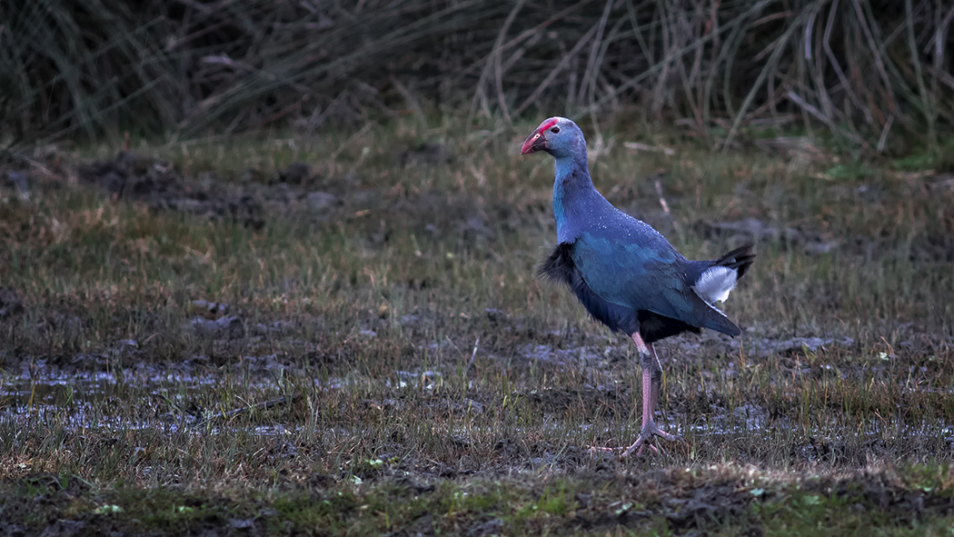 Grey-headed Swamphen