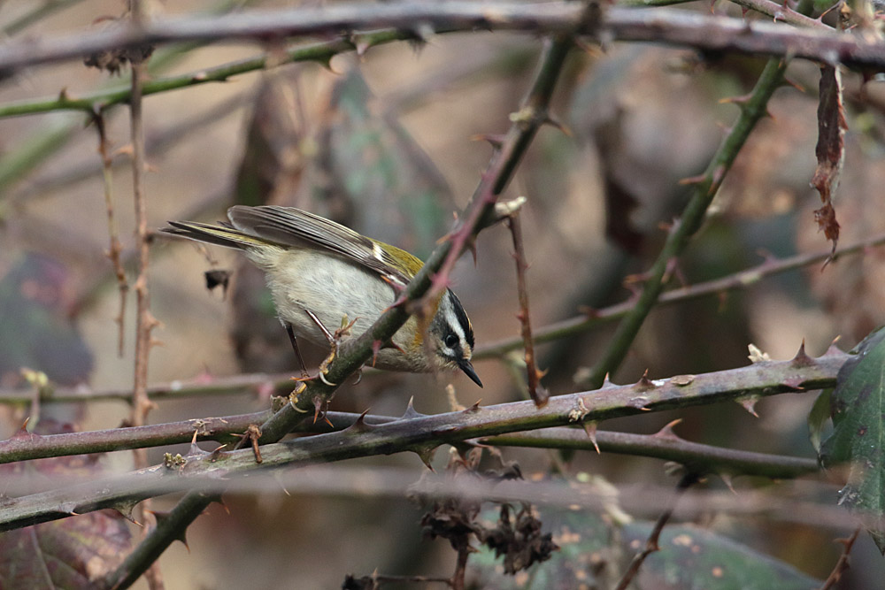 Common Firecrest