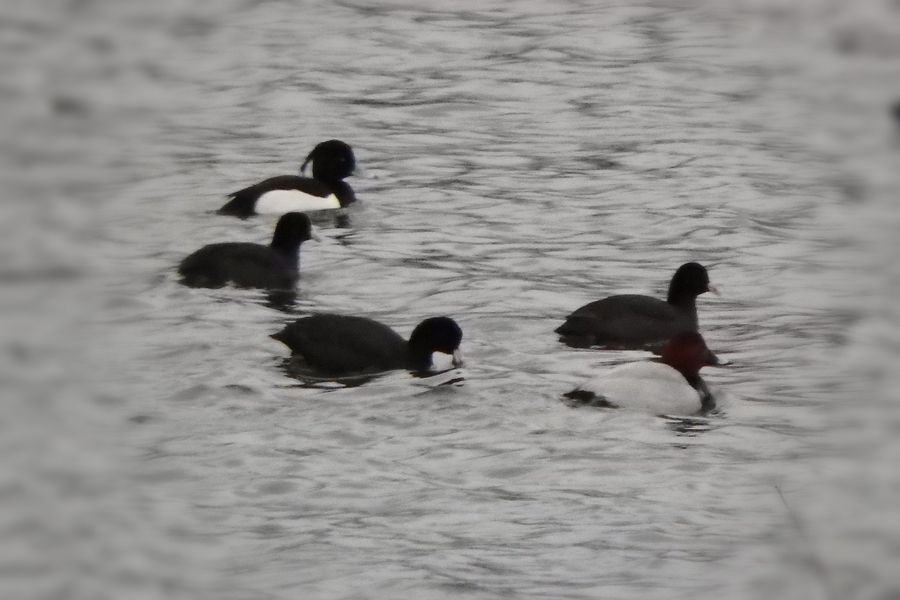 Tufted Duck