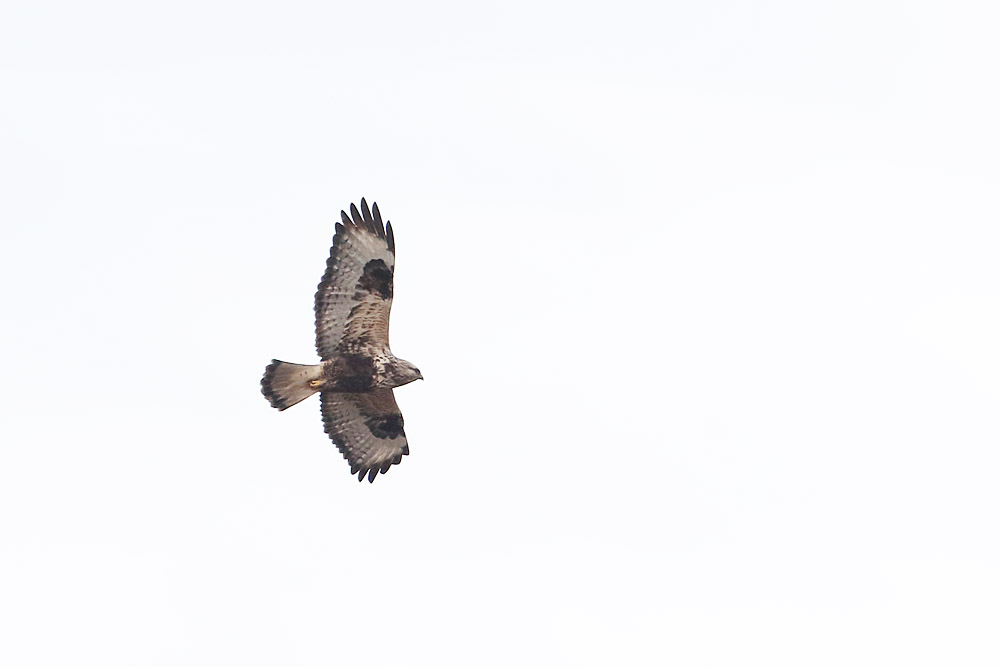Rough-legged Buzzard