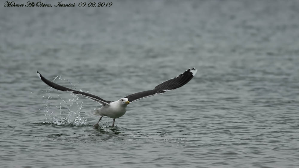 Great Black-backed Gull