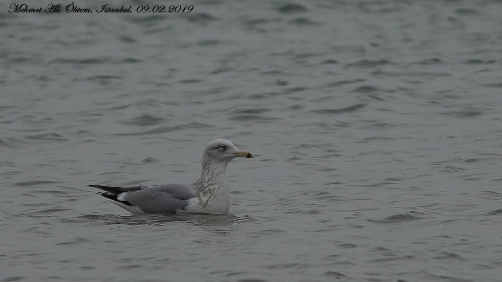 European Herring Gull