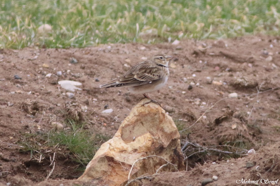 Calandra Lark