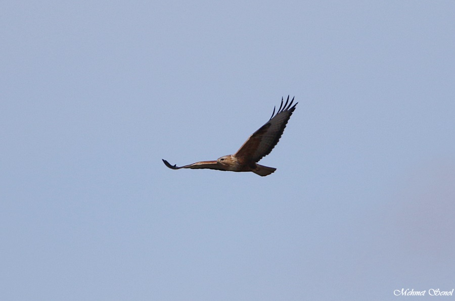 Long-legged Buzzard