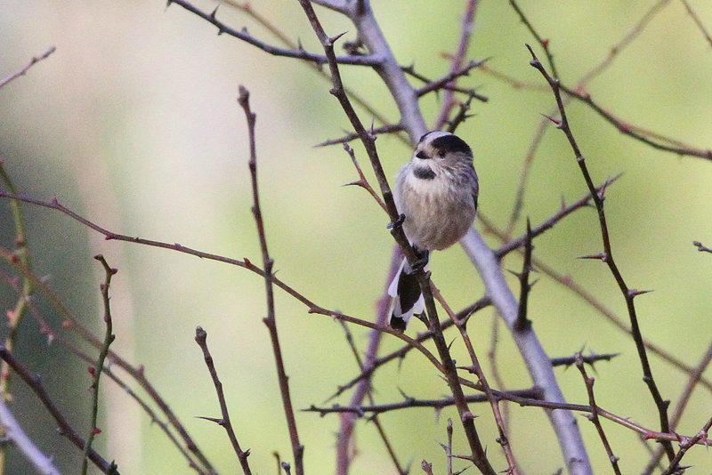 Long-tailed Tit