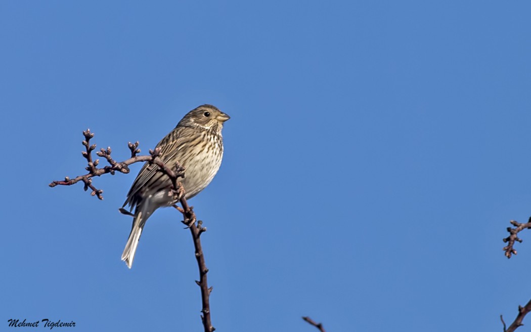 Corn Bunting