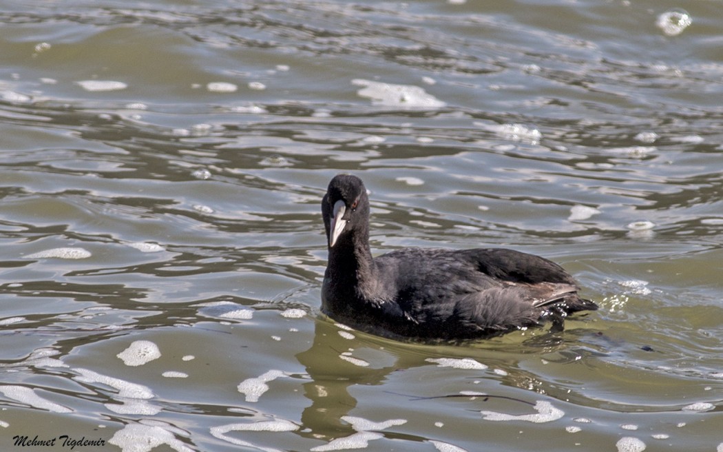 Eurasian Coot