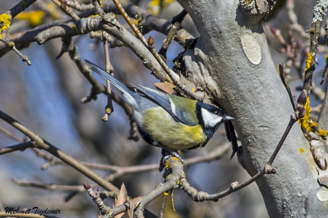 Great Tit