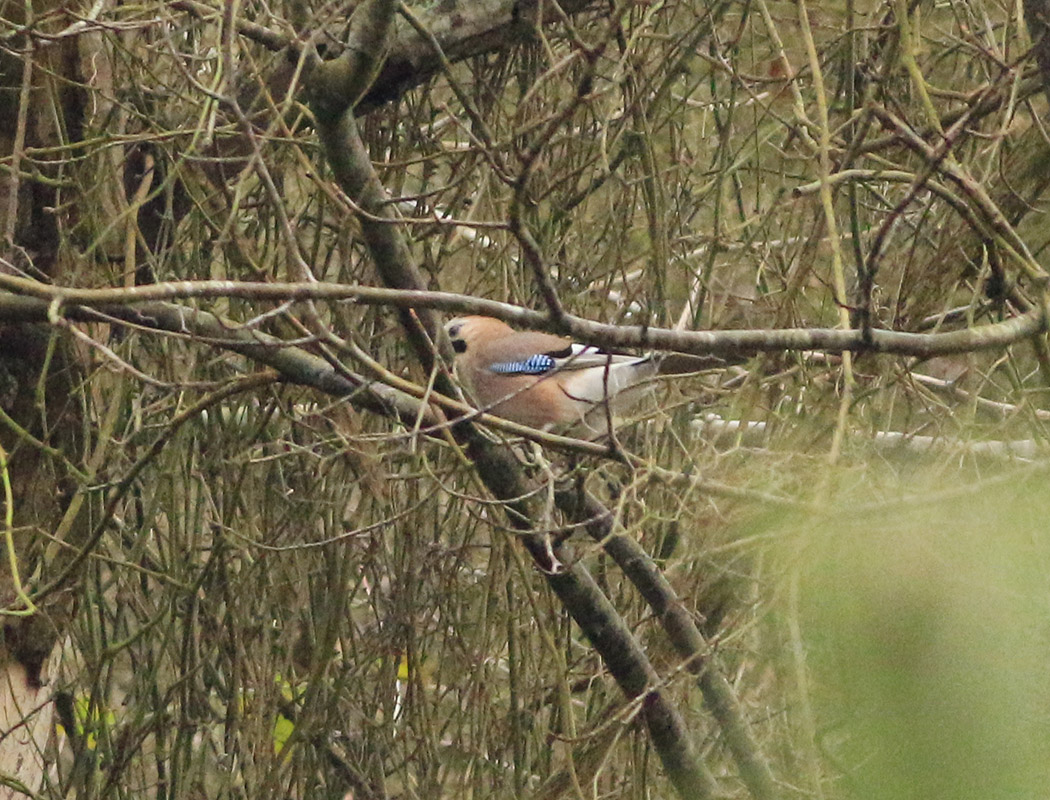 Eurasian Jay