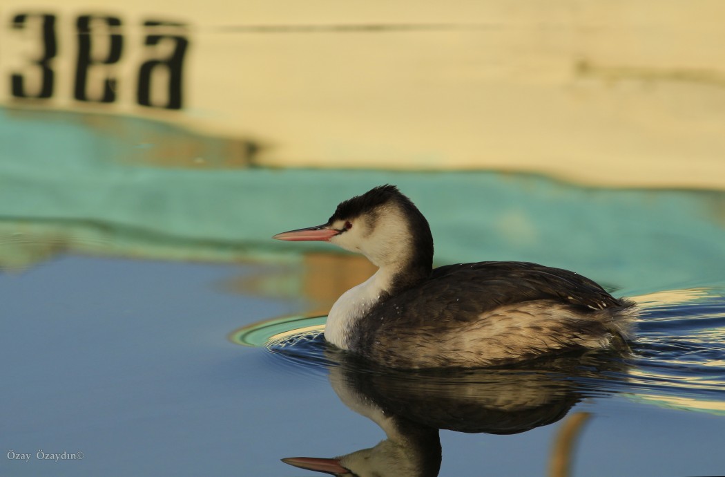 Great Crested Grebe
