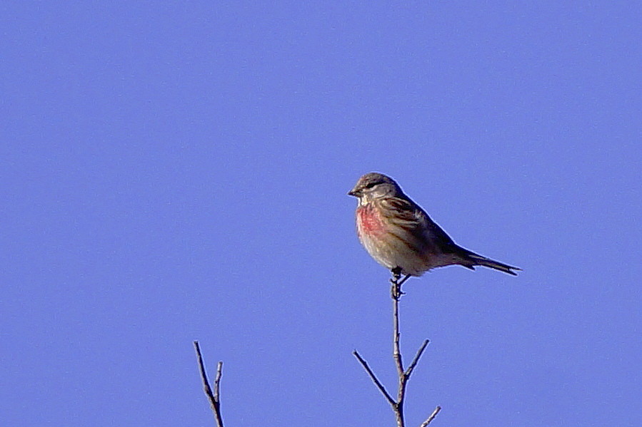 Common Linnet