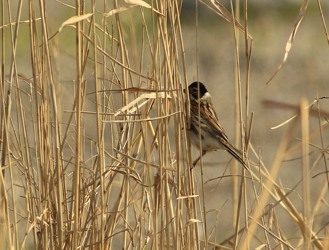 Common Reed Bunting