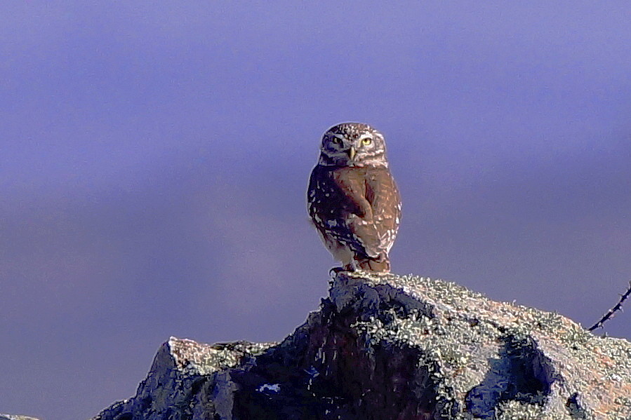 Little Owl