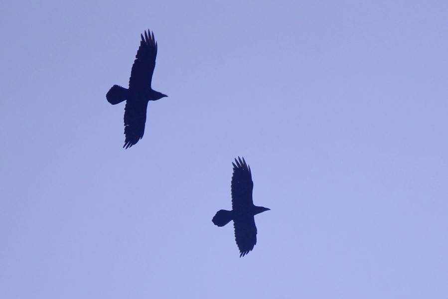 Northern Raven