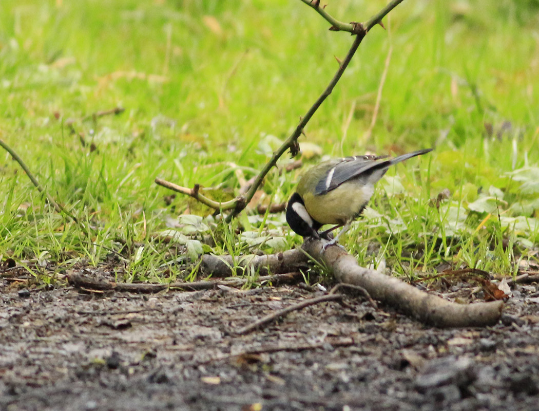 Great Tit