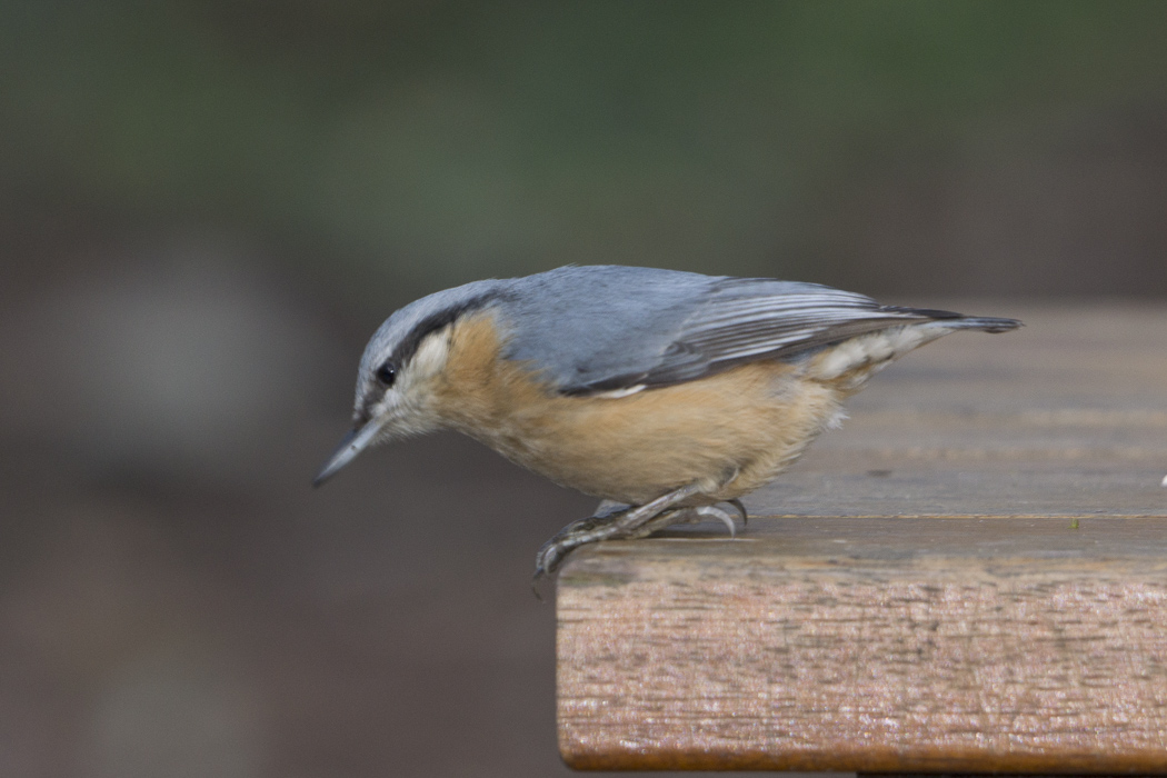 Eurasian Nuthatch