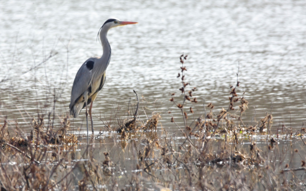 Grey Heron