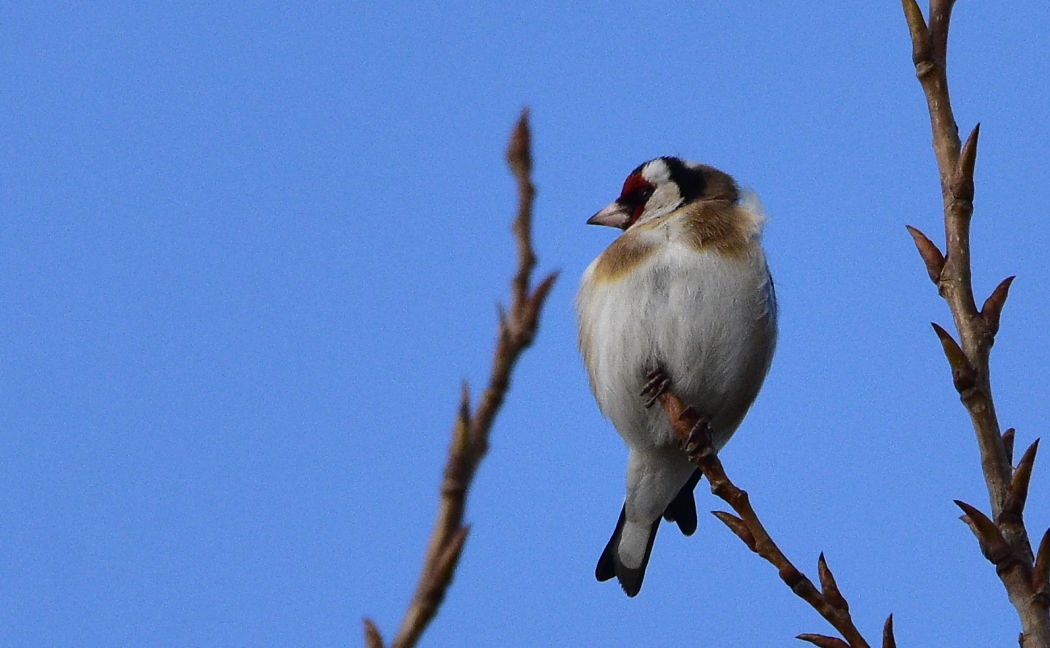 European Goldfinch