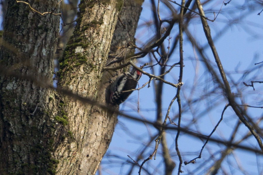 Middle Spotted Woodpecker