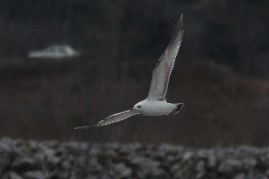 Common Gull