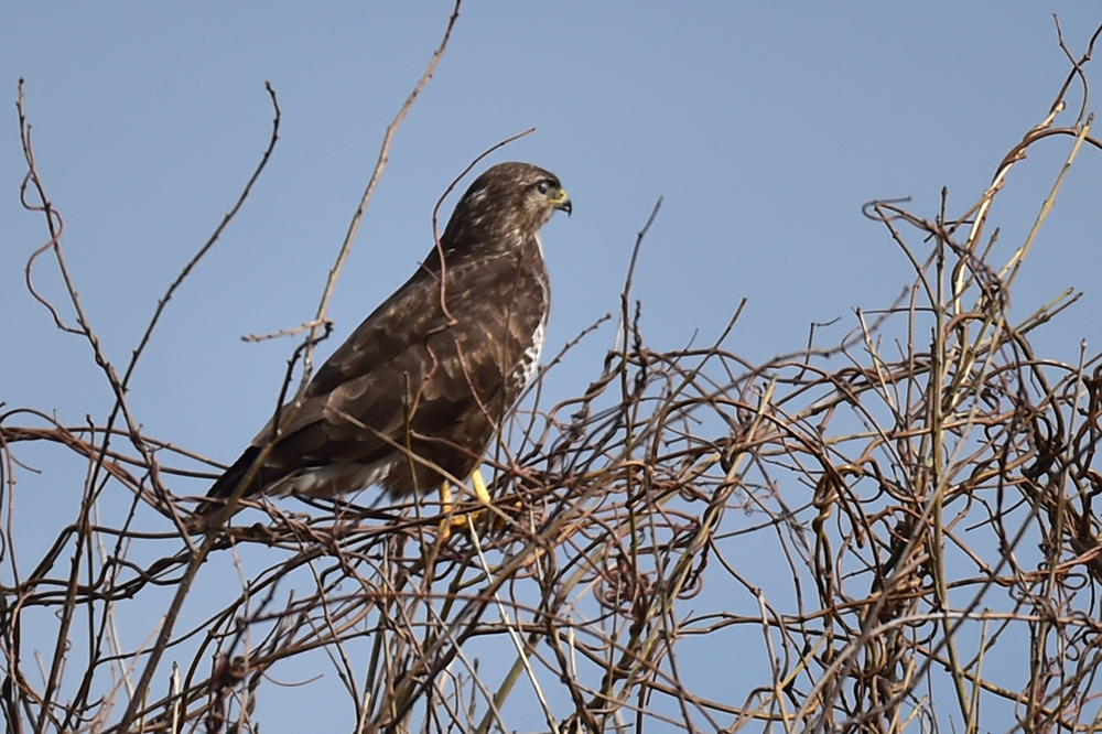 Common Buzzard