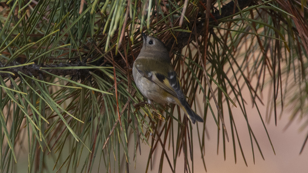 Goldcrest