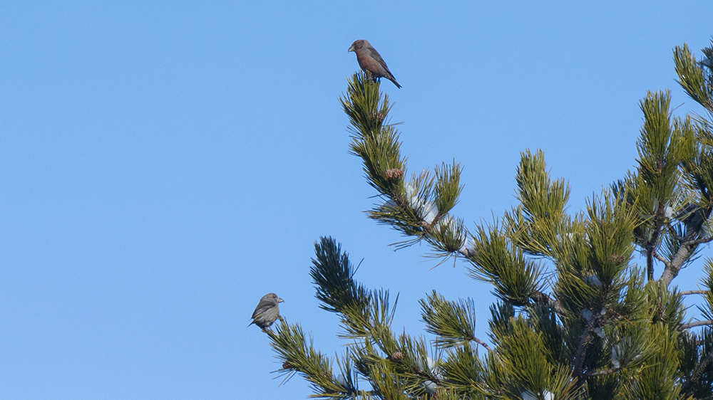 Red Crossbill