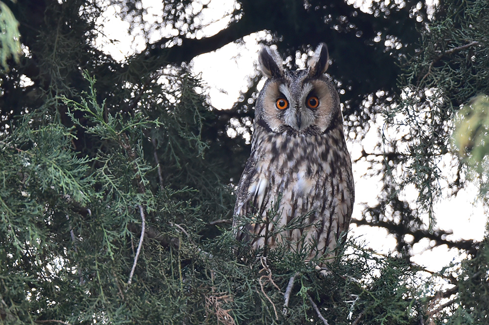 Long-eared Owl