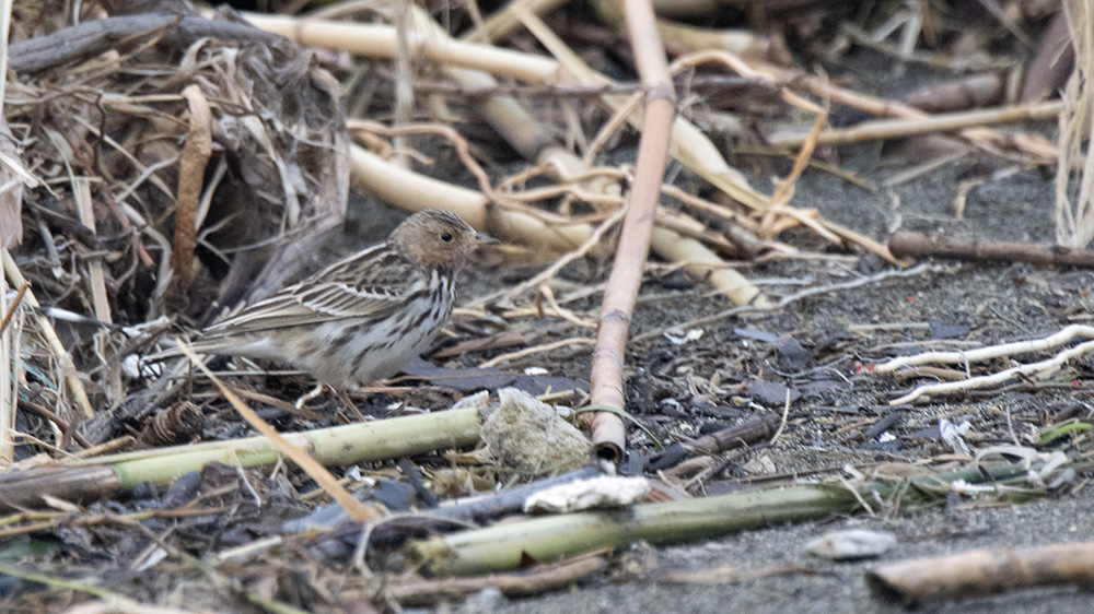 Red-throated Pipit