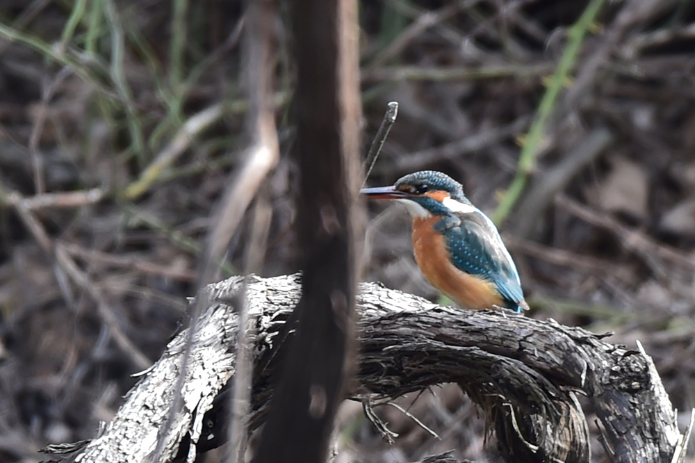 Common Kingfisher