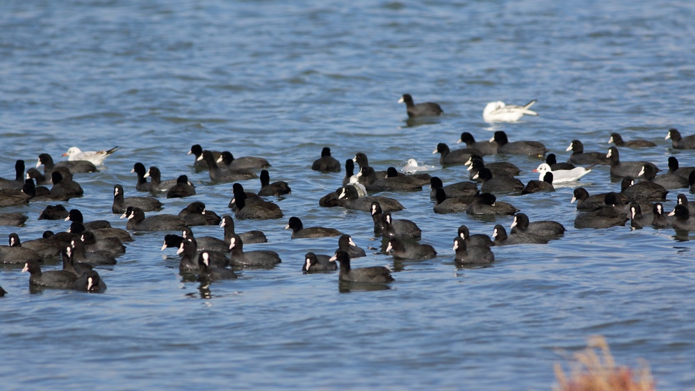 Eurasian Coot